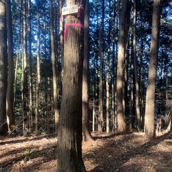 富士小屋山　なんとなく道はありました。