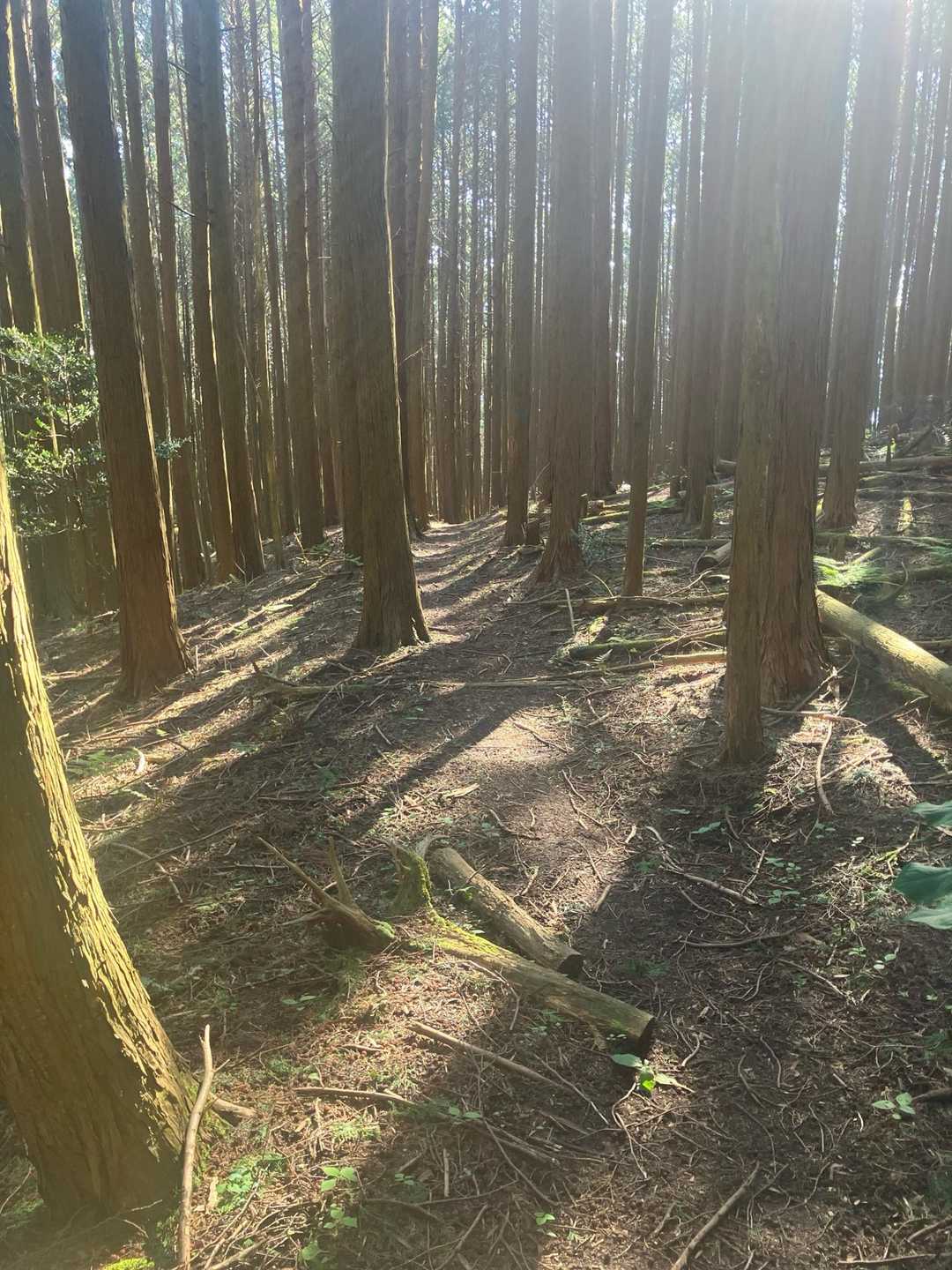 踏み跡はしっかりと有り迷うようなことは有りませんでした。