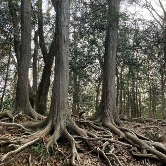 根っこと言うより足🐾