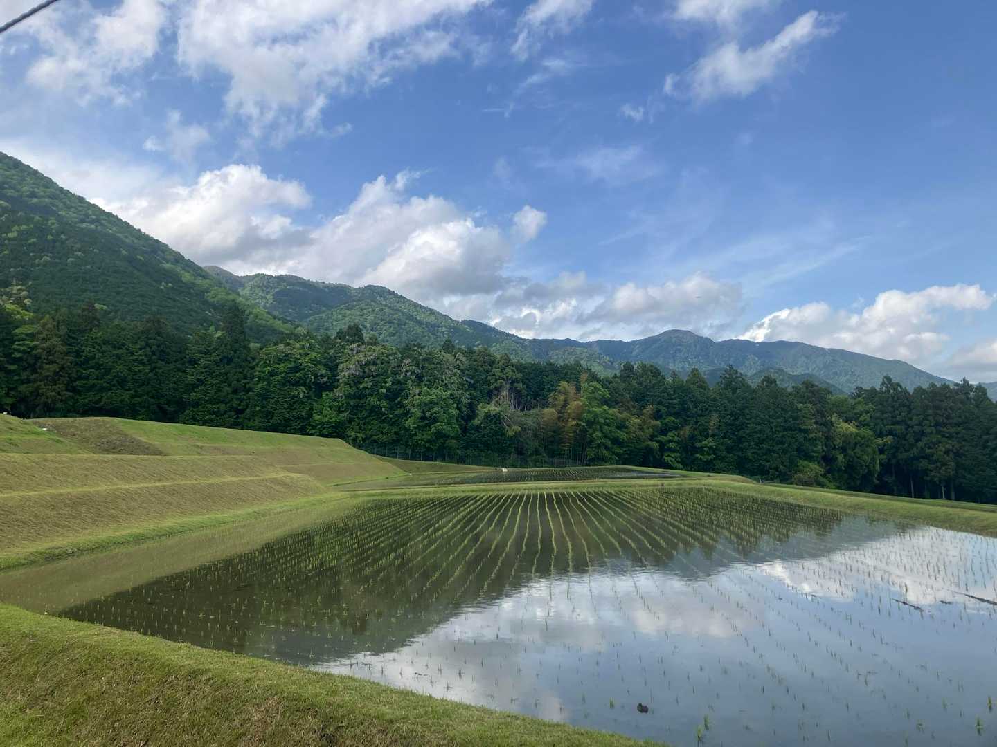 は、晴れ。。登山あるある。近江のお米しっかり育つんだよ〜🌾