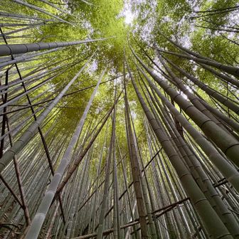 竹林を進みます。