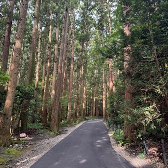 ロープウェイ乗り場に続く
気持ちの良い杉並木。