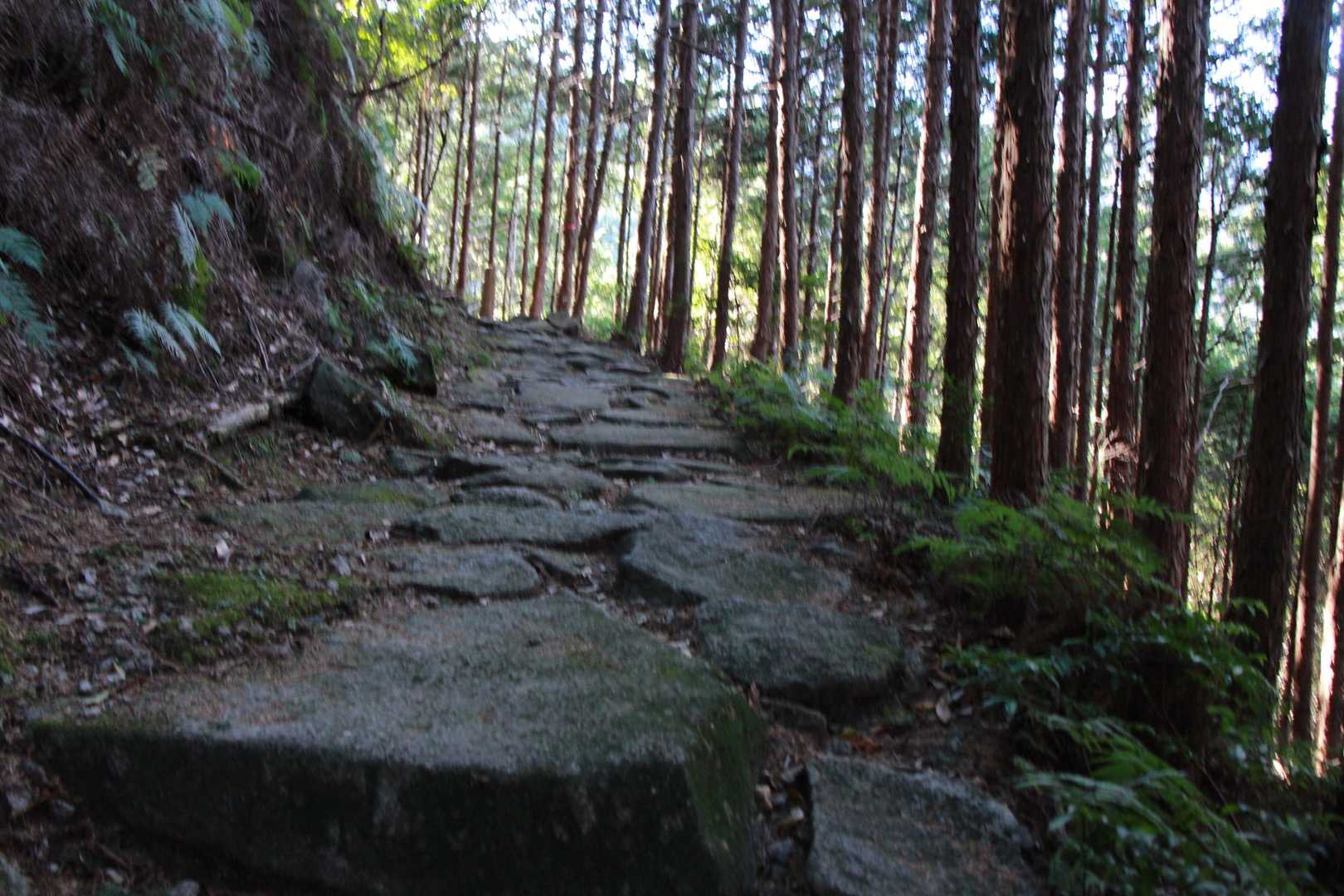 八鬼山越え登り口-九木峠-荒神堂-八鬼山-桜の森広場 往復コースの写真