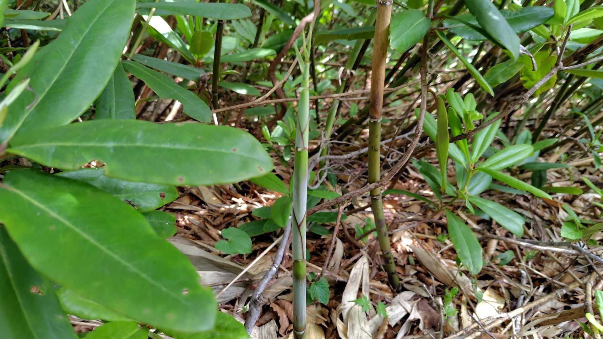 ムムム？
ヒメダケ？ホソダケ？ネマガリダケ？
下山の楽しみがUP
