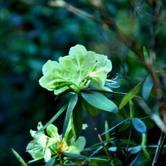 意外な処にヒカゲツツジが咲いてました。