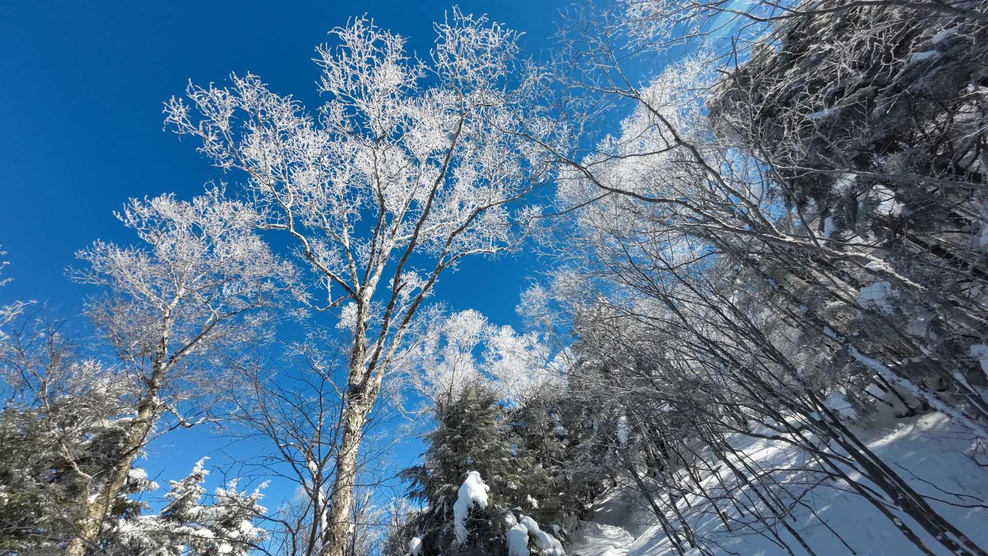 霧氷が残っています