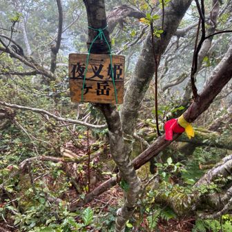 YAMAPの地図登録では　夜叉ヶ池山（標高1,206m〜1,212m）と表示されているピークが　実際　現地に行くと「夜叉姫ヶ岳」の私設標識になっていた　ここのピークは岐阜県になります　