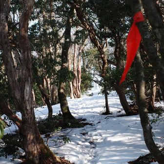 裏山からはトレースあってホッとする🥲
林間を下って登り返して、