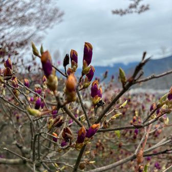 ツツジの蕾　明日あたり開花🌺