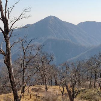 蛭ヶ岳に向かって下る。このあと、泥に足を取られすっ転び、衣服ドロドロに。