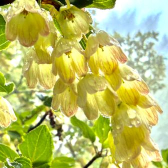 三つ峠の植物

　シロバナフウリンツツジ（白花風鈴躑躅）

　　　富士山周辺のみに自生する植物