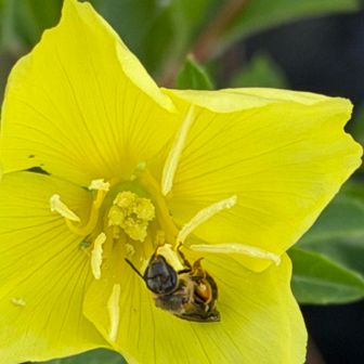 🐝