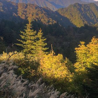 ススキ🌾越しに三座