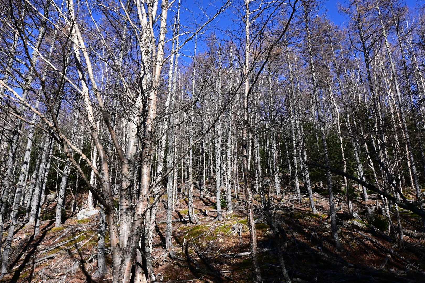 八丁平-小川山 往復コースの写真
