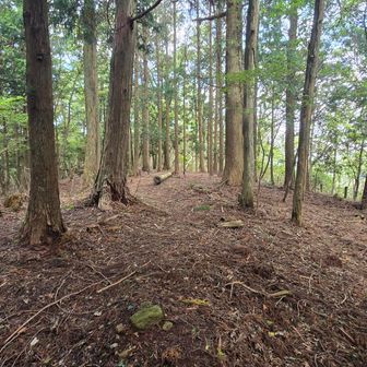 おわん型の山みたいで、山頂がやたら広い。
風が抜けて涼しいので少し休憩。