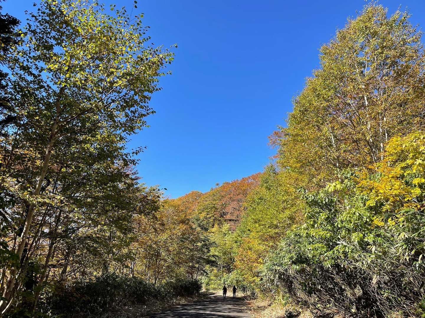 三ツ石山往復 | 山肌が真っ赤に染まる奇跡の全山紅葉、岩手山を望むパノラマ特等席の写真