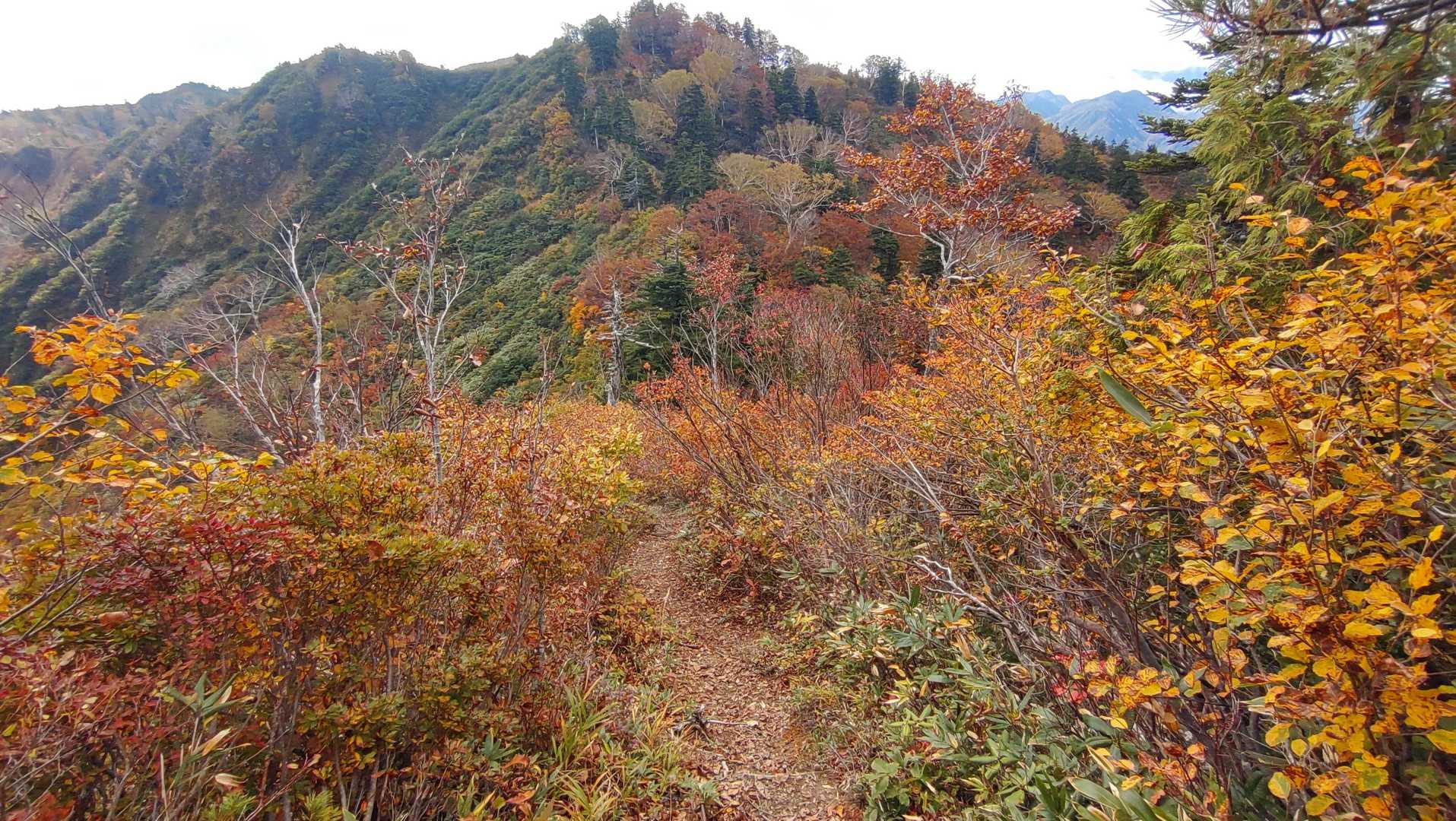 紅葉の中を先に進みます