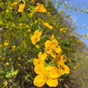 道路脇に咲く山吹の花🌸