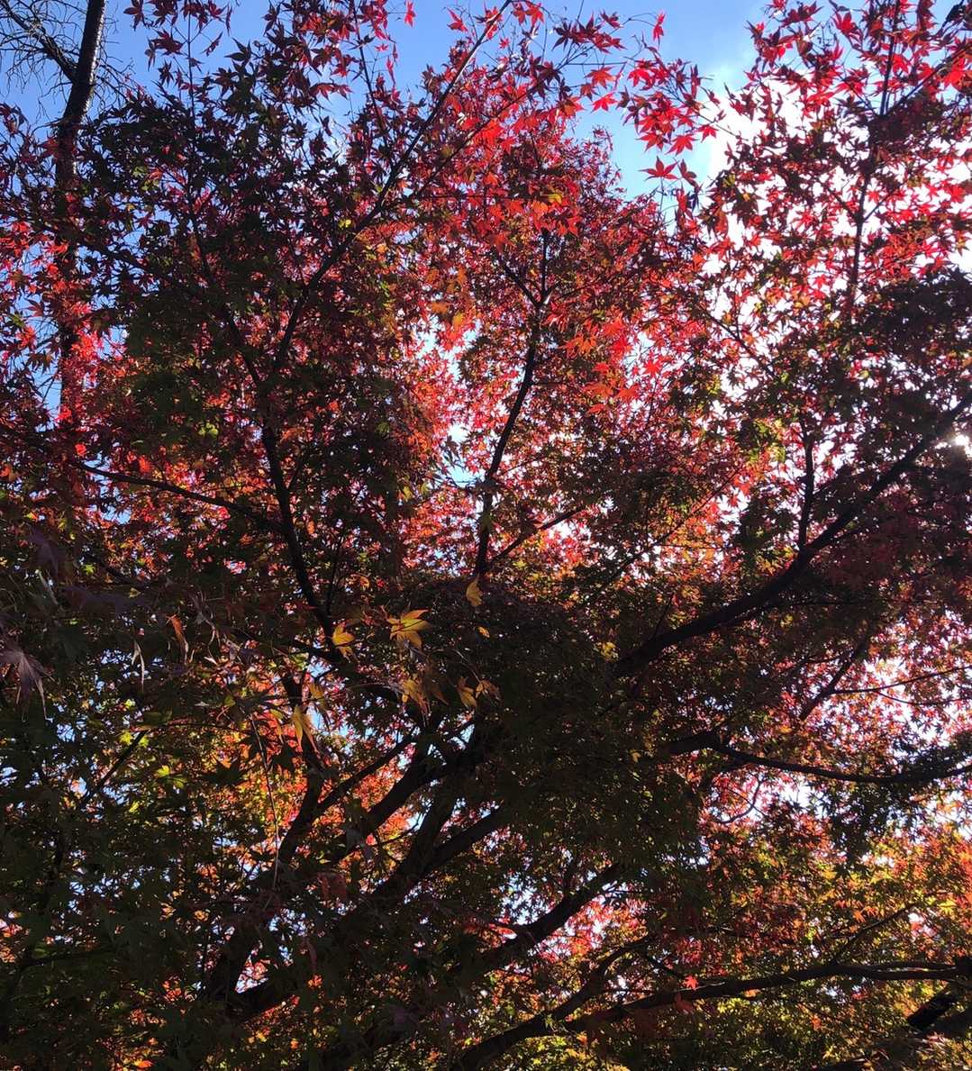 紅葉🍁綺麗です😆