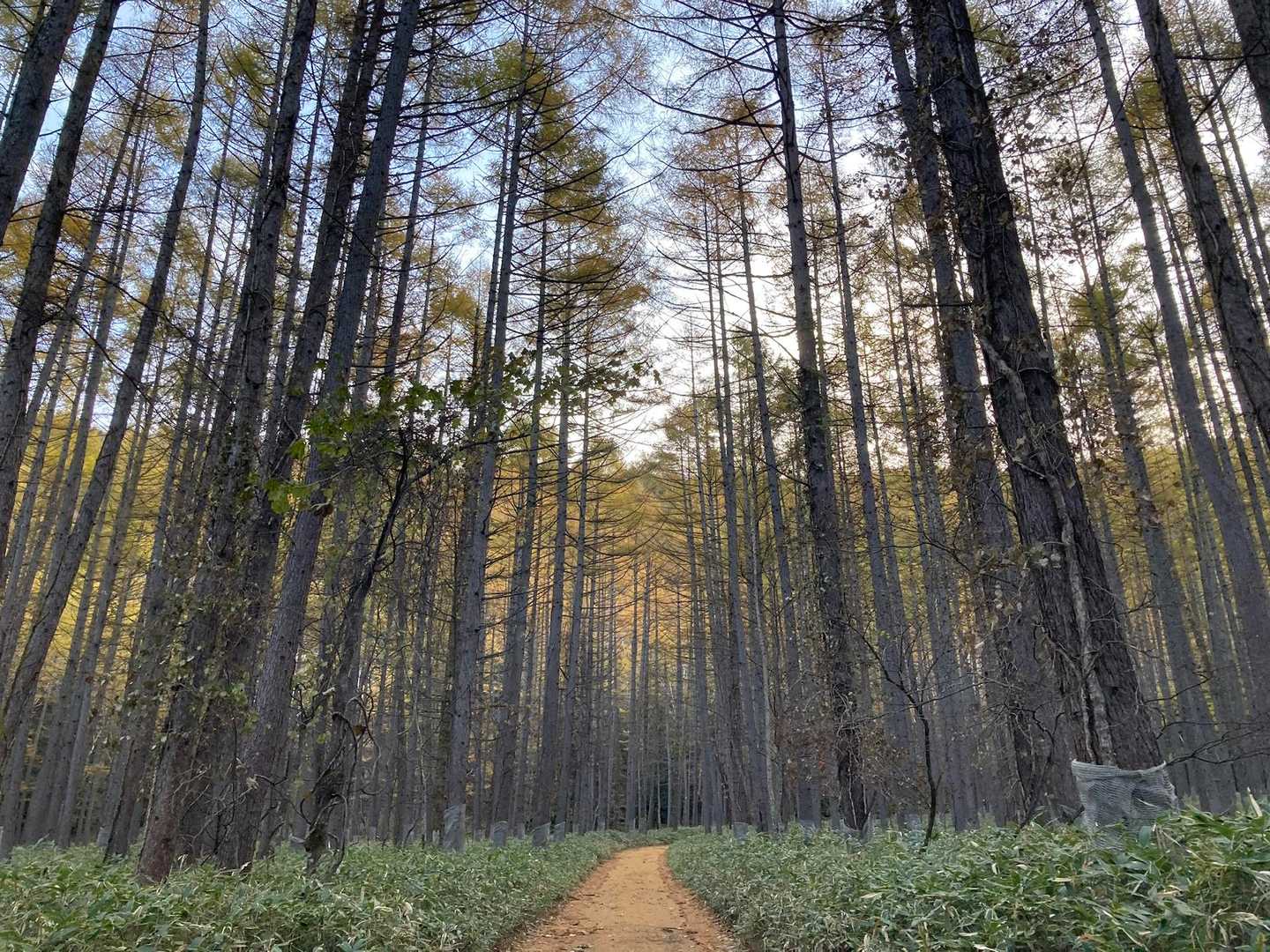 行きましょ🚶‍♀️‍➡️
林道を4.５km歩いて登山口になります☺️