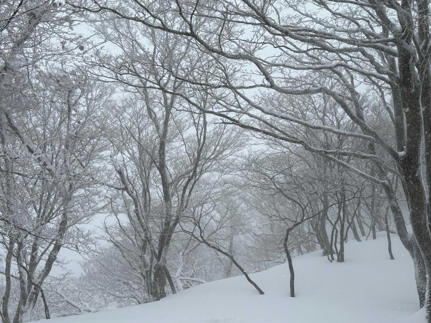 わあ🤩　樹氷です❄️