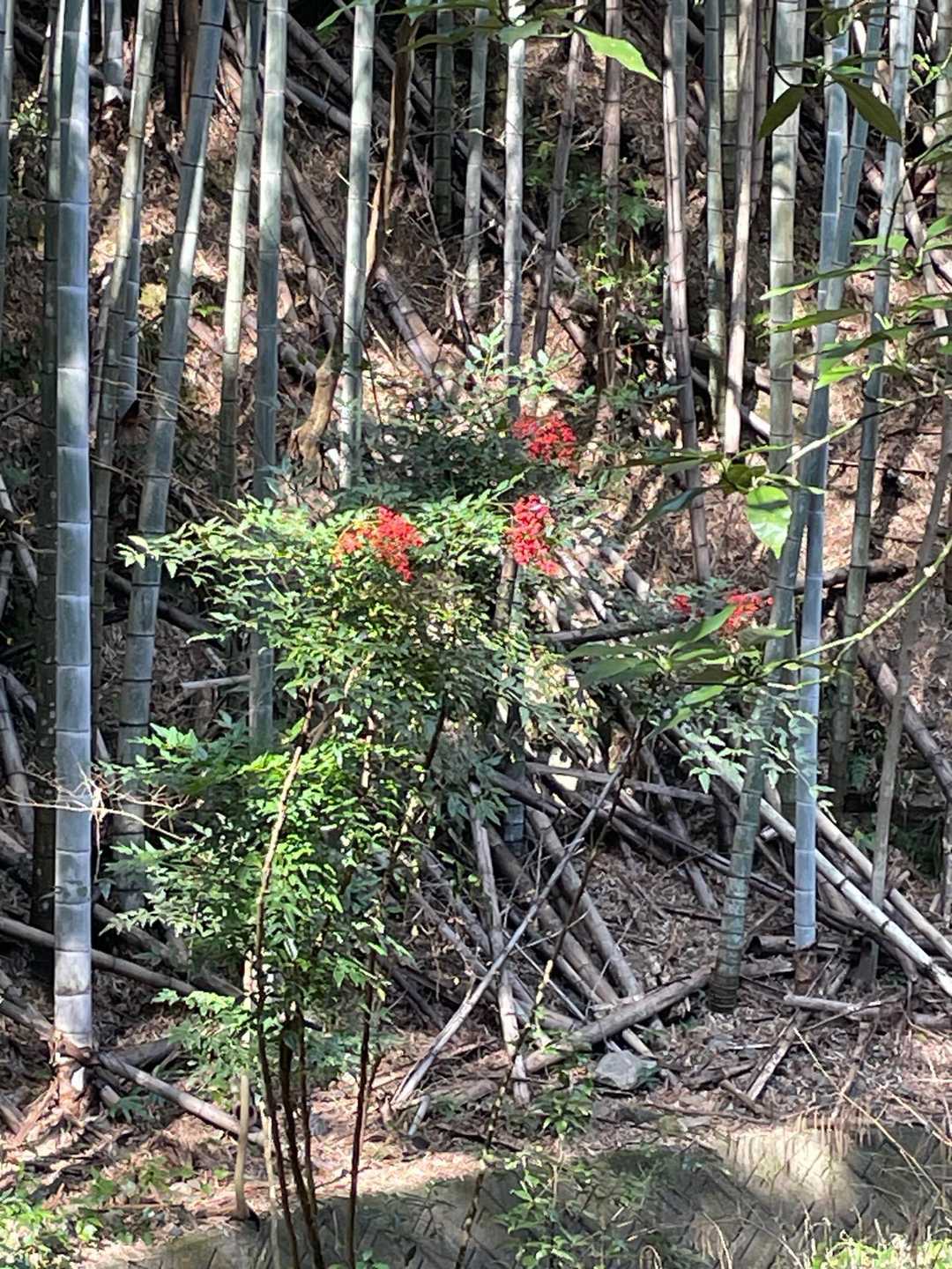 帰りは、真剣にここまで下山して、お写真はこれのみ。きれいに光ってました。すれ違ったおじさまたちが、声をかけていただきましたが、息があがっていないのに、ビックリです。私は、失礼ながら、ゼーゼーしてました笑笑


