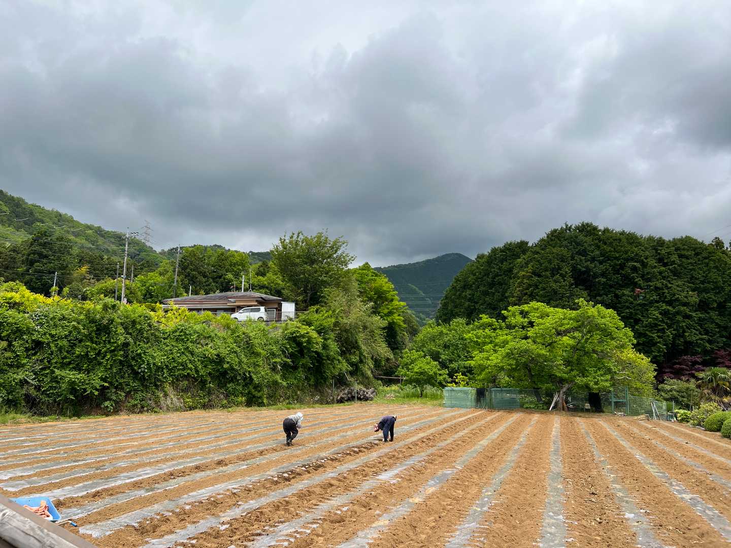 麓の畑。

午後、雨予報です。
