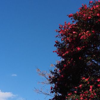 登山口まで降りてきました
サザンカが青空に映えて綺麗でした🥰