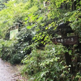 草に埋もれてる登山口。モサモサなのは入口だけ。