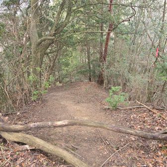 新宮山からは左に進みたくなるけど　真っ直ぐ下りていくのじゃ
ここは木伝いで下り登りしたよ