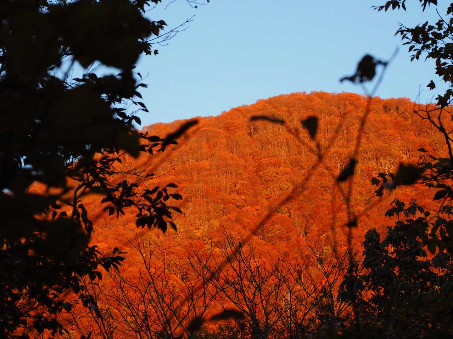 暗くなってきてアーベントに染まる山が木々の隙間から見えた🌇