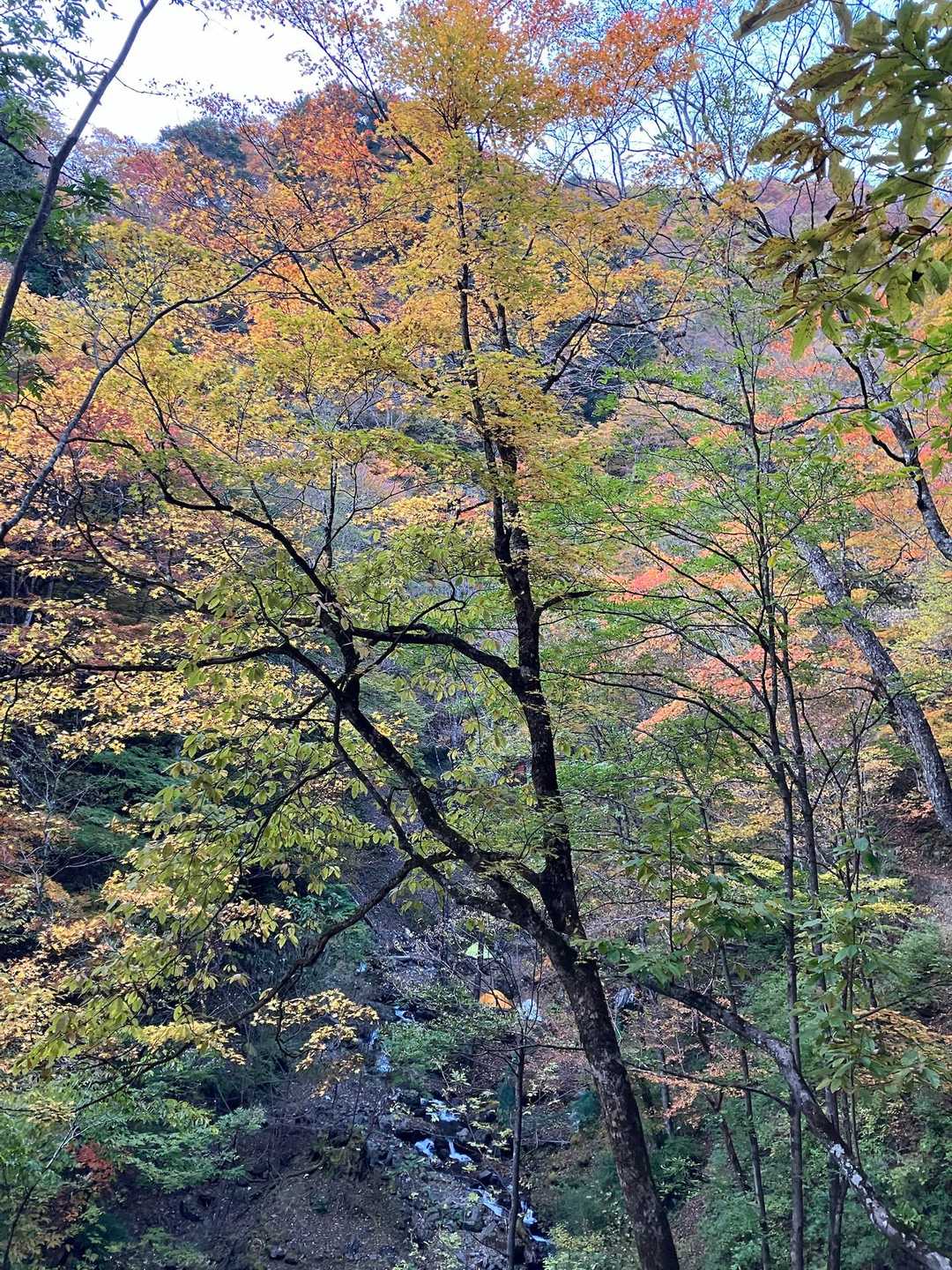 見事な紅葉🍁