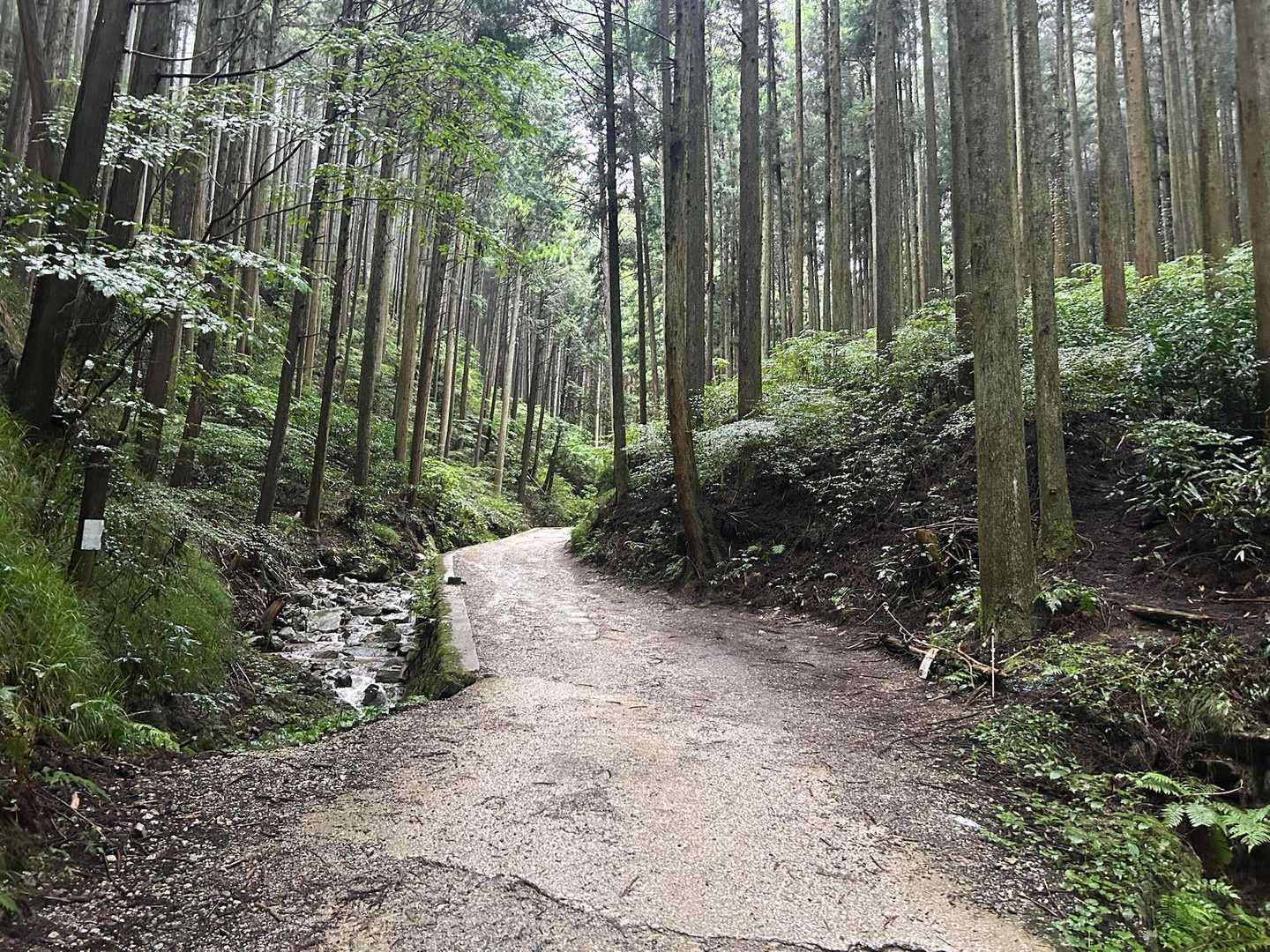 最初から傘をさして☂️