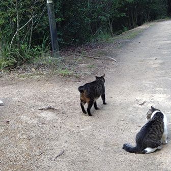 この人は塩分タブレットしか持ってないから、
ダメだわ、行こ行こ😾って言ってる気がする。
計5匹と遭遇しました。