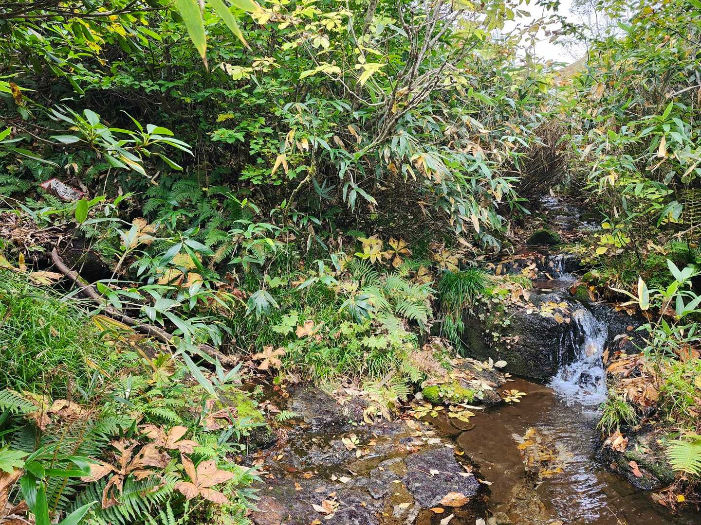 結構な距離の沢を遡上しました。ここから左の涸れ沢を登ります。