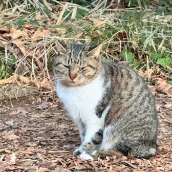 「さびー」基本眠そう
サビ太郎とか呼ばれちゃうけど、私女の子なんですけど😭