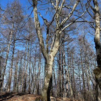 ついた〜 朝日山(2つ目の赤鞍ヶ岳)
広い山頂 眺望なし 休憩なし🤣