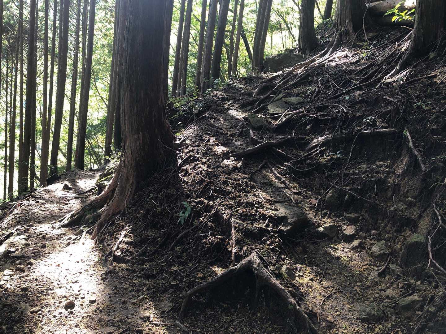 やっと沢沿いから外れてくれた