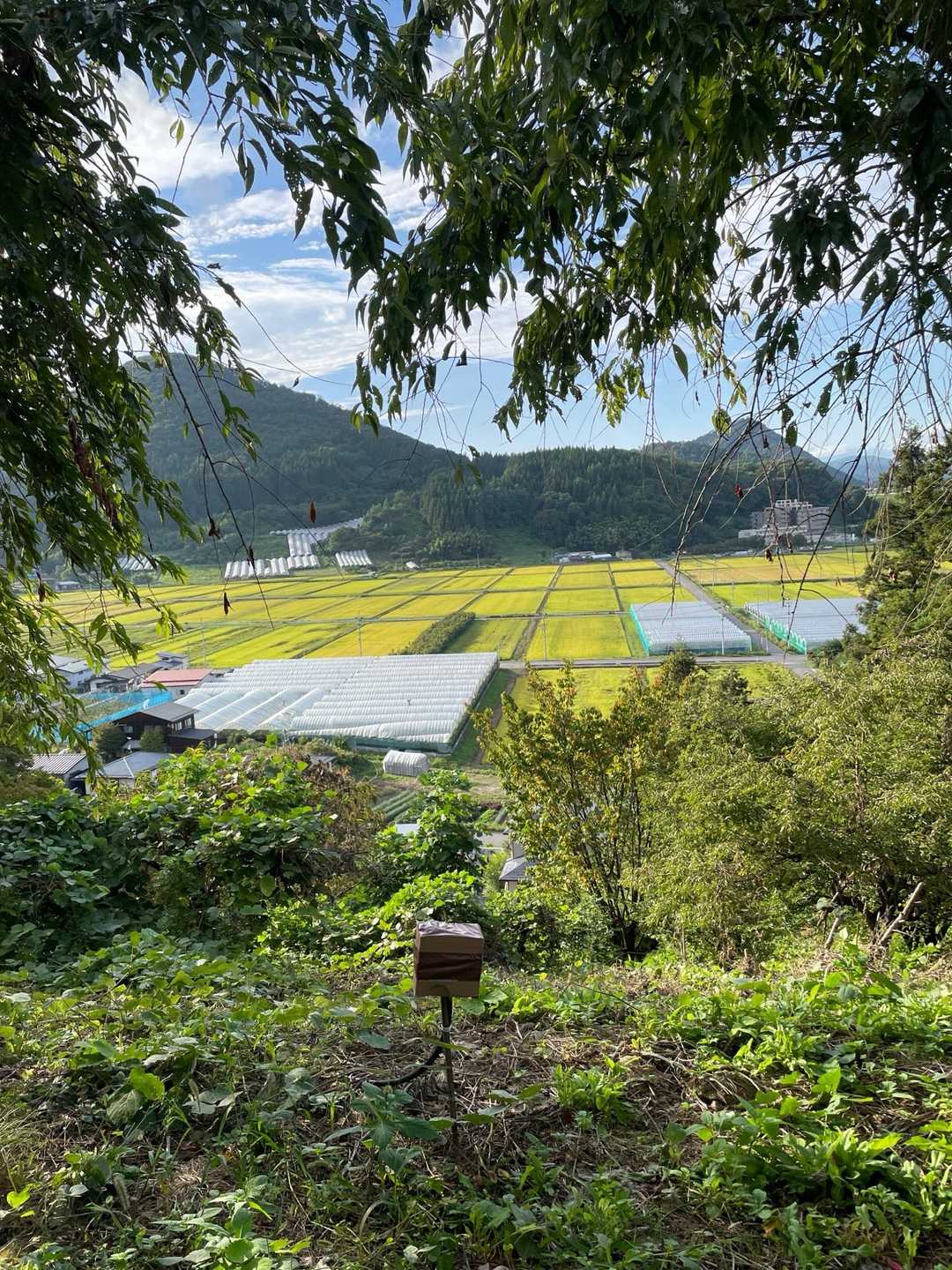 木々の間から、のどかな田園が見えます😊