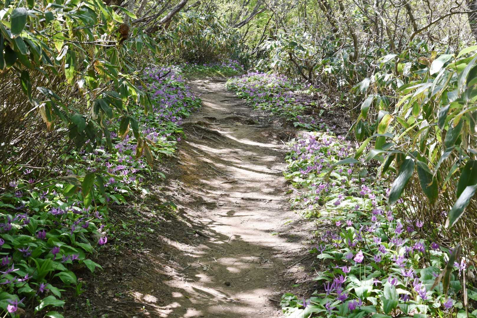 《奥獅子吼山 登り》

登山道の両サイドは紫なんだけど陽射しが強烈過ぎてうまく撮れません(^^ゞ
(t)