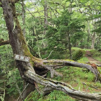 燕頭山を通過して御座石鉱泉までの下山。