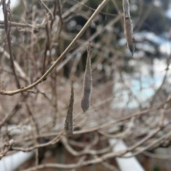 下山しました
藤の木の種だって〜
藤がマメ科なんて初めて知った〜