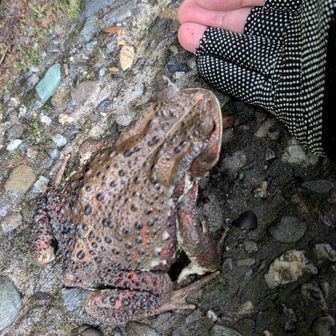 よし、怖くないからおいで🖐️（ナウシカの気持ちで）