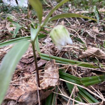 コシノコバイモ     