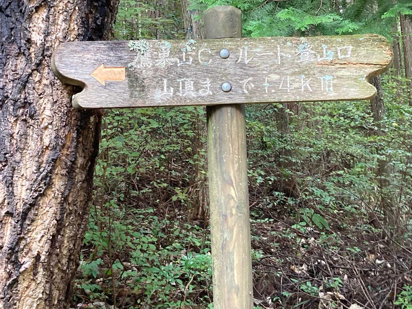 鷹巣山 往復コースの写真