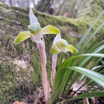 シュンランあちらこちらにあった