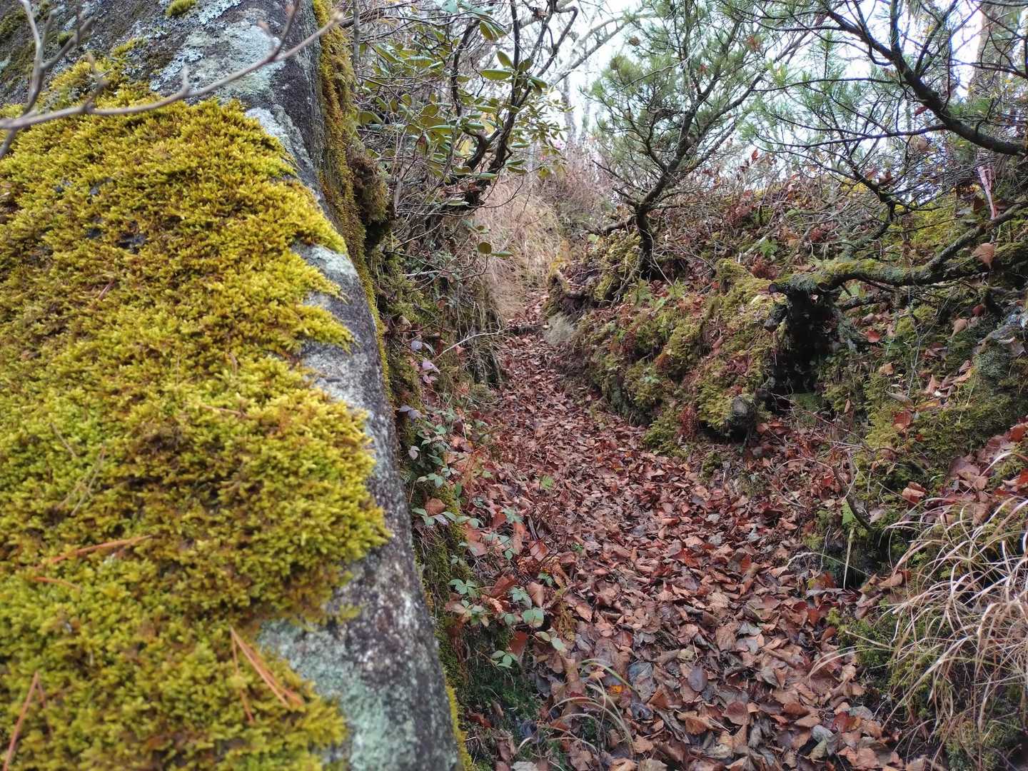 岩🪨に張り付く

黄葉💛した苔🌿