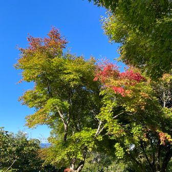 紅葉🍁も進んでます