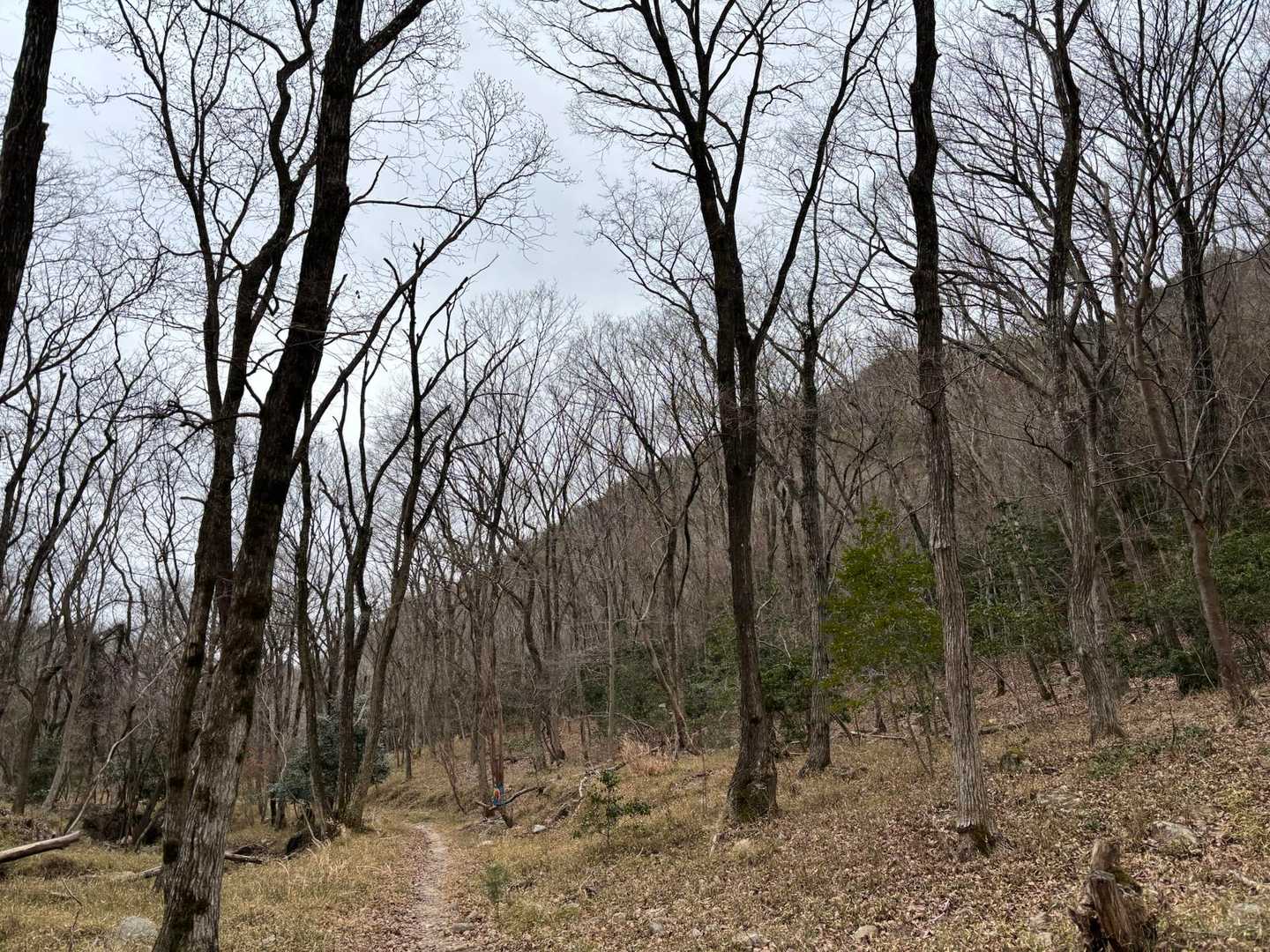 葉の落ちた林に見惚れる