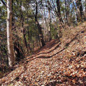 落ち葉の山道